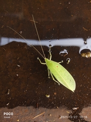 Phyllomimini