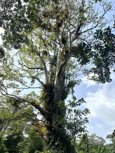 Upas tree (Antiaris toxicaria)