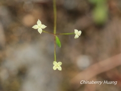 Galium fukuyamai