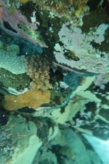 Stolonica australis