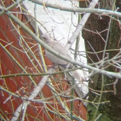 Streptopelia decaocto