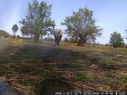 African Savanna Elephant