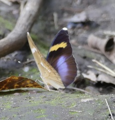 Euphaedra medon medon