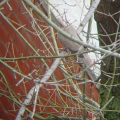 Streptopelia decaocto