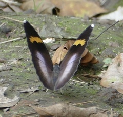 Euphaedra medon medon