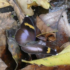 Euphaedra medon medon