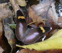 Euphaedra medon medon