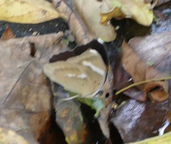 Euphaedra medon medon