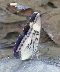 Euphaedra ceres