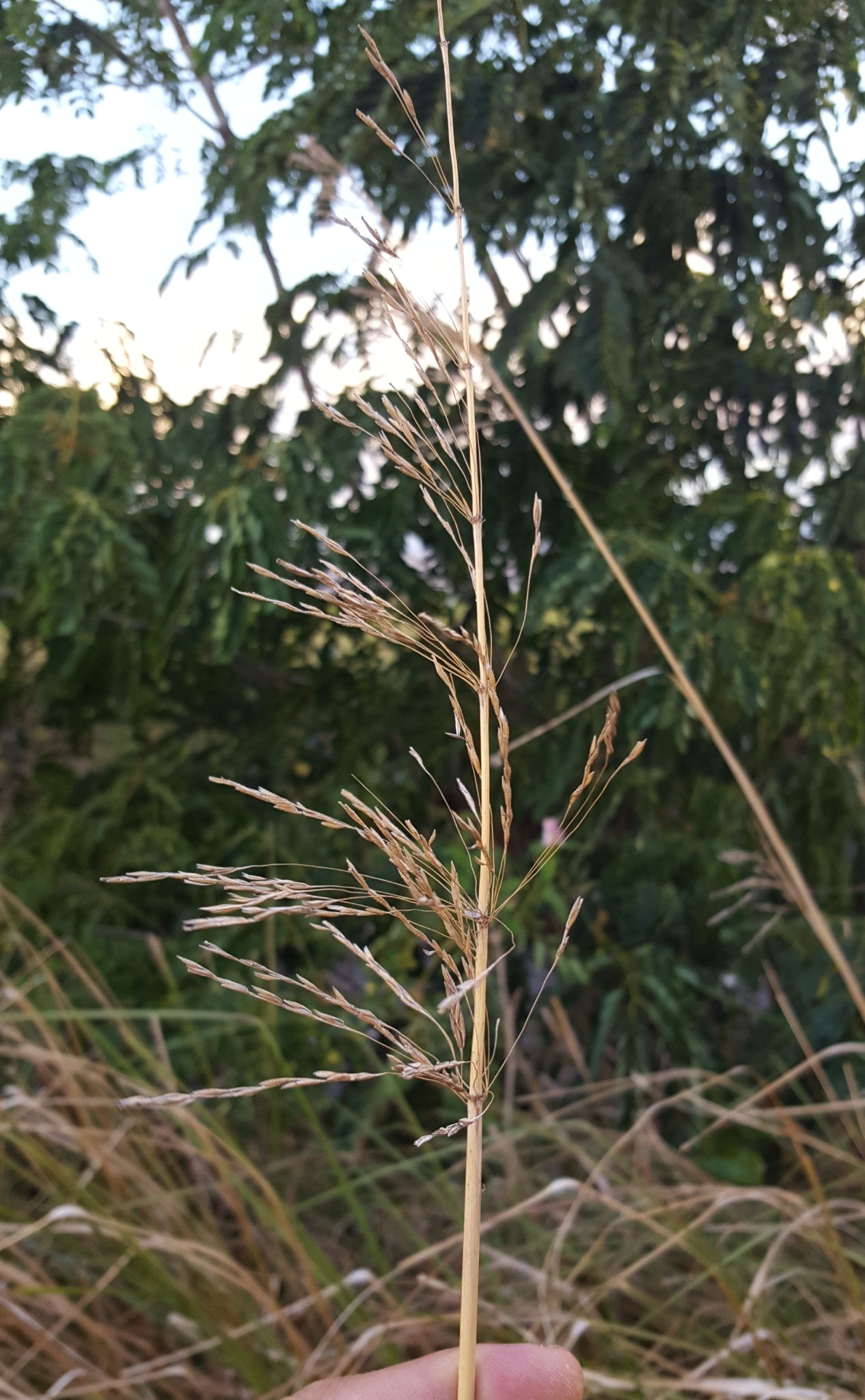 (c) François Rousseu, certains droits réservés (CC BY-NC) https://www.inaturalist.org/observations/103747008