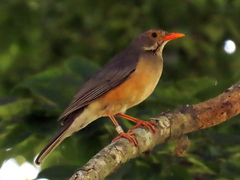 Turdus libonyana peripheris