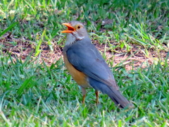 Turdus libonyana peripheris