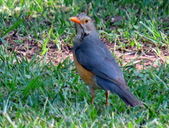 Turdus libonyana peripheris