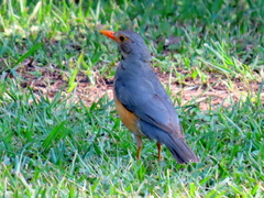 Turdus libonyana peripheris