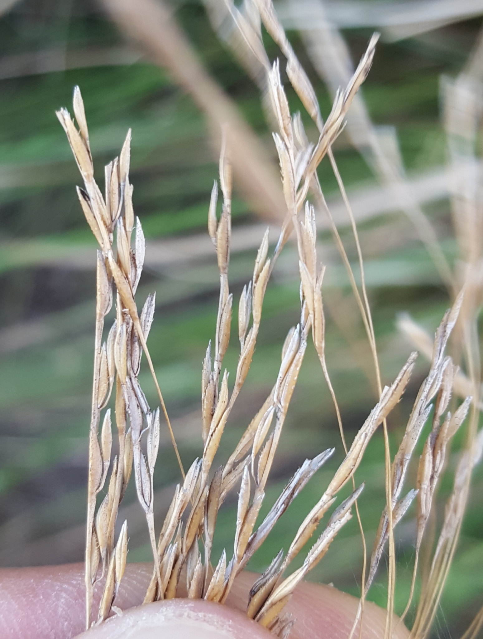 (c) François Rousseu, certains droits réservés (CC BY-NC) https://www.inaturalist.org/observations/103747008