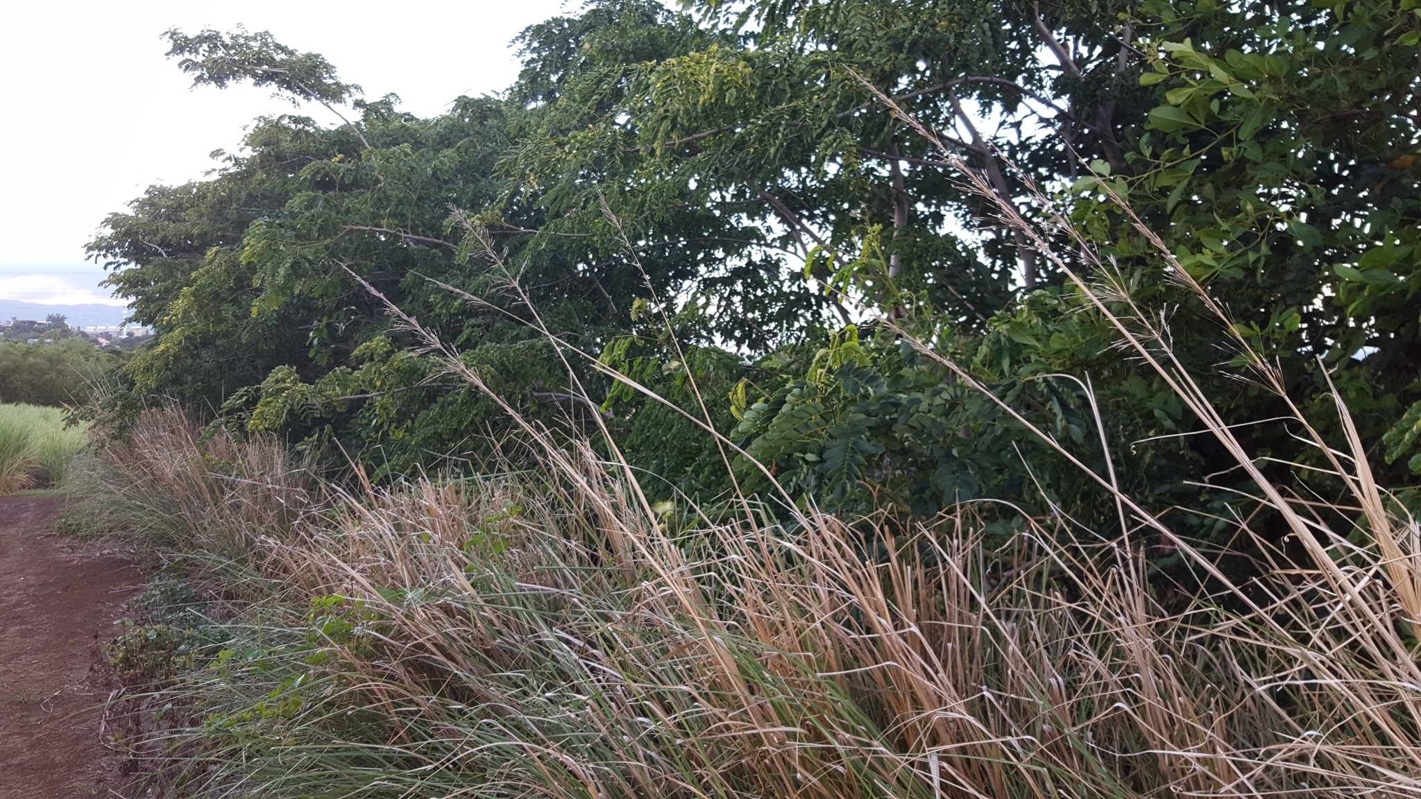 (c) François Rousseu, certains droits réservés (CC BY-NC) https://www.inaturalist.org/observations/103747008