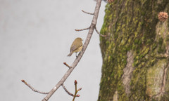 Phylloscopus collybita