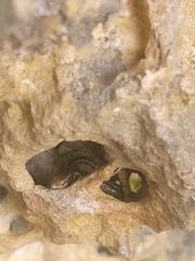 Cryptoblepharus africanus