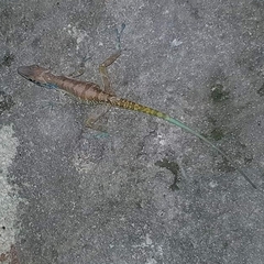 Anolis bartschi