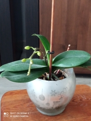 Phalaenopsis