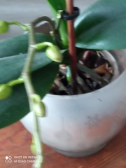 Phalaenopsis