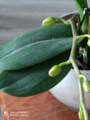 Phalaenopsis