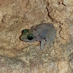 Eleutherodactylus zeus