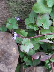 Cymbalaria muralis