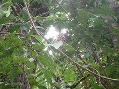 Heliconius hecale