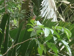 Heliconius hecale