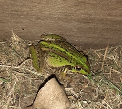 Ranoidea alboguttata