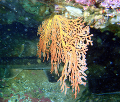 Melithaea zimmeri
