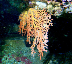 Melithaea zimmeri