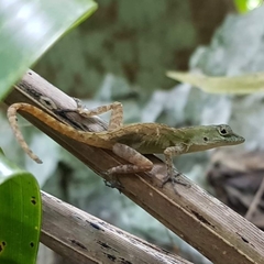 Anolis mestrei