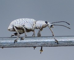 Pullenius kimberii