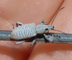 Pullenius kimberii