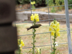 Zosterops lateralis chloronotus