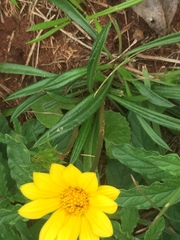 Asteraceae