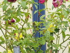 Zosterops lateralis chloronotus