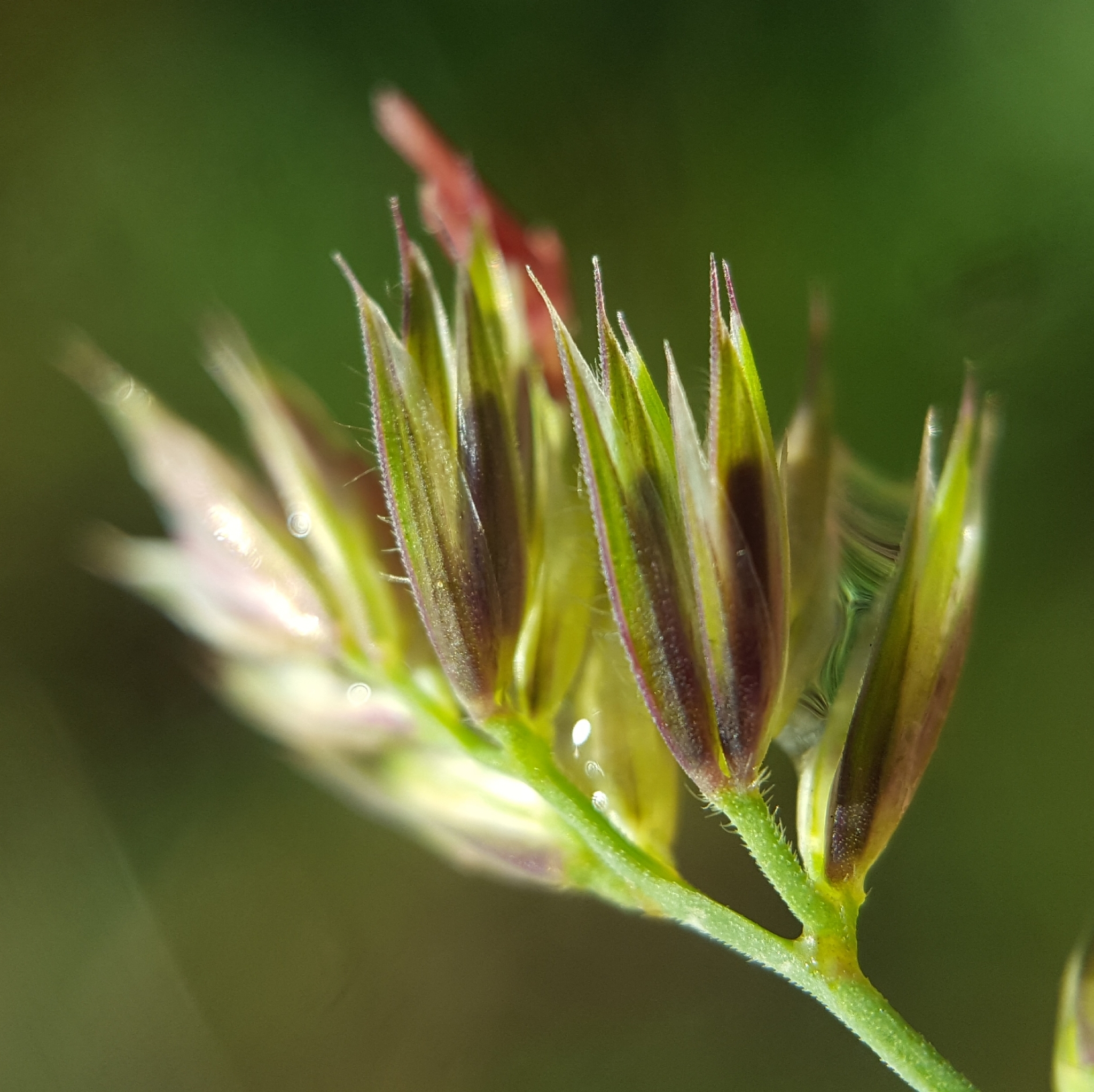 (c) François Rousseu, certains droits réservés (CC BY-NC) https://www.inaturalist.org/observations/103747231