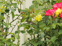 Zosterops lateralis chloronotus