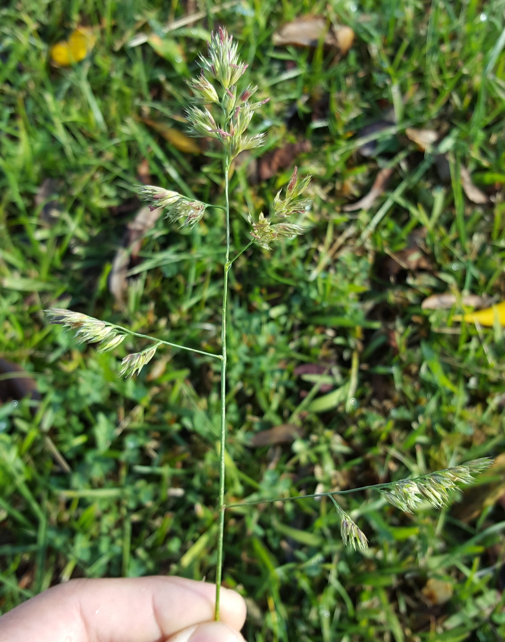 (c) François Rousseu, certains droits réservés (CC BY-NC) https://www.inaturalist.org/observations/103747231