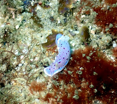 Goniobranchus thompsoni