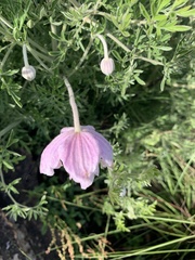 Clematis villosa stanleyi