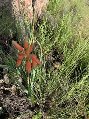 Aloe verecunda