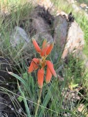 Aloe verecunda