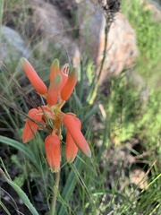 Aloe verecunda