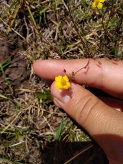 Scoparia montevidensis