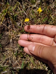 Scoparia montevidensis