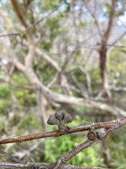 Eucalyptus kitsoniana